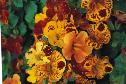 Picture of Mimulus - Tigrinus Mixed